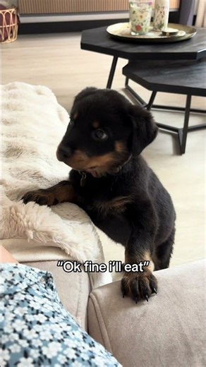 I ate ✨ #rottweiler #dogs #puppy