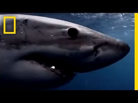 Great White Sharks | National Geographic