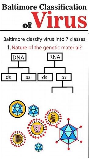 Baltimore Virus Classification: Part: 1