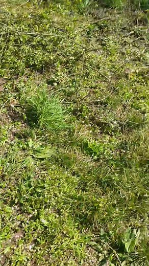 #sunnyday #sunnyweather #cernay #cernaylaville #followersreelsfypシ゚viralシfypシ゚viralシalシ #reelsvideoシ #reelsfbシ #followforfollowback Partie 3 | ឱក សុវណ្ណារិទ្ធ Sovannarith ORK