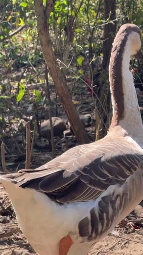 Designing Our 2025 Eco-Homestead: Sustainable Living Secrets!