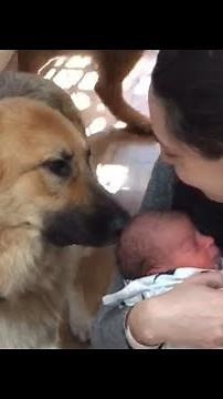 German Shepherd Dogs Greet Newborn Baby