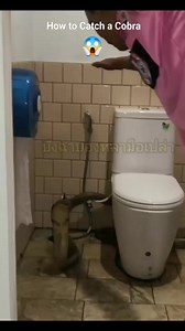 269K views · 2.1K reactions | Comment attraper un cobra  | Senghor dollar | Facebook