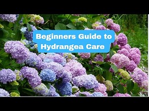 Beginners Guide to Hydrangea Care - Growing and Caring for Hydrangeas