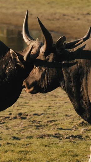 515K views · 139 reactions | The further north you go, the louder it gets. The call of country, of wild places, of big game in vast terrain.This is where the hunt means more. From tropical gorges to wide-open floodplains, we stand with those who know the land best. Because out here, it’s not about gear that looks good, it’s about gear that lasts. Spika. Trusted in the toughest parts of Australia. | Spika | Facebook