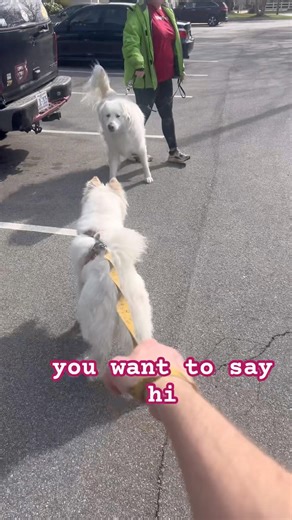 Samoyed Dog Meets Great Pyrenees