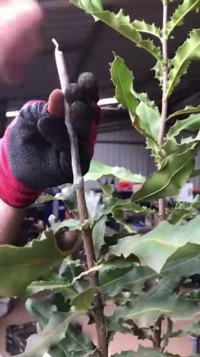 Macadamia grafting