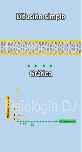 Difusión simple | Difusión facilitada | Graficando la difusión simple