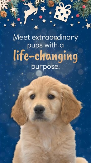 12 reactions | Parsnip, Clara and Merry are future guide dogs waiting...