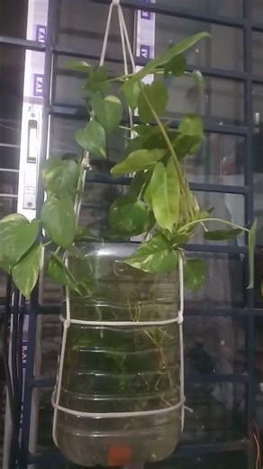 Indoor plants. Beautiful flowers tree. Peace Lily flower 🌹 #shortvideo #flowers #foryou