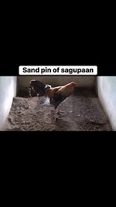 Sand pin of sagupaan | Bjc JB Gamefarm