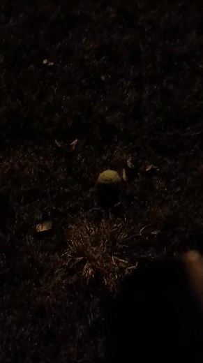 Daisy retrieving ball in the dark👍 | Kelly Garner