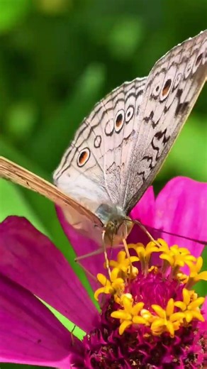 Beautiful Butterfly on Pink Flower 🦋 | Stunning Macro Nature Photography #shorts #naturephoto