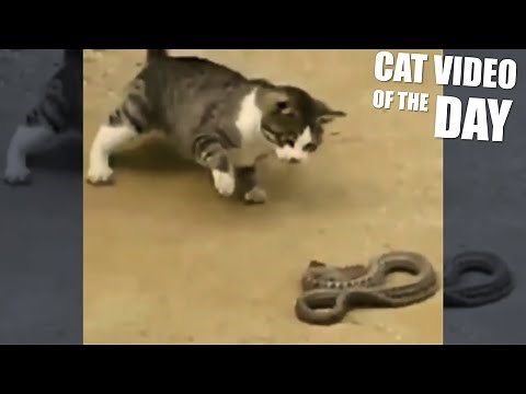 Cat vs Snake Fight