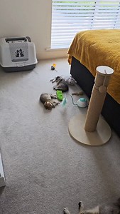 Mom has everything under control 😆 Cat controls both kittens and dad cat 😁 #catlover #kittens #cats #cutecats | Cat Chloe & kittens