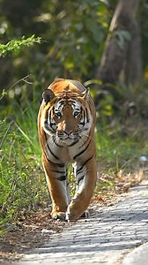 Was it worth it the effort? 😅 Though it’s always fascinating to spot tigers outside the park on main roads, it’s also worrisome & raises concerns about their safety. Despite speed limits in wildlife-sensitive areas, vehicles often fail to adhere to them, risking accidents. This young tiger Rocket is not just seen on Kachchi & Pakki sadak of Pilibhit, he everyday crosses the main road too. At least he was seen doing that while I was there. Installing barricades along the 2-3 km stretch where he 