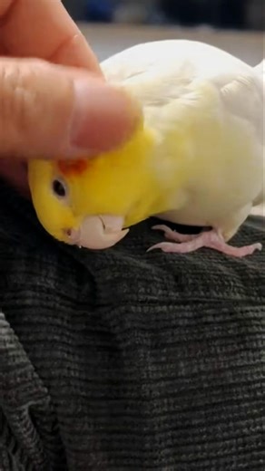 Cuteness Alert 💕🦜✨ #cockatielscraze #cutepets #cockatiel