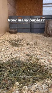 How many babies? 🙂 #guineapig #guineapigs #guineapigsofinstagram | Guinea Pigs Unique Toys for Animals - Ginepig / Cavy