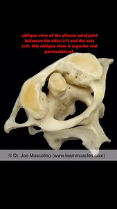 🔹 LearnMuscles.com 🔹 Excellence-in-education ✨Atlanto-Axial Joint (AAJ) The atlanto-axial joint (AAJ) is located between the atlas (C1) and the axis (C2). More specifically, there are three articulations between the atlas and the axis: Two paired (left and right) facet joints between the inferior articular processes of the atlas and the superior articular processes of the axis. These are synovial, diarthrotic, planar joints. An atlanto-odontoid joint between the anterior arch of the atlas and 