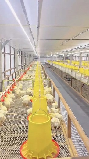 280K views · 3.7K reactions | making chicken farm. #reels #poultry #farm | DeloWar Entrepreneur | Facebook