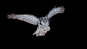 The Importance of Background in Wildlife Photography | Fstoppers