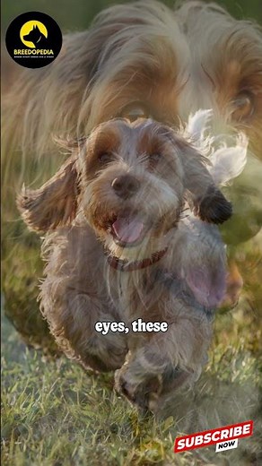 Petit Basset Griffon Vendéen The Charming Hound with a Big Personality!