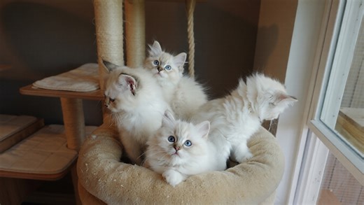 Getting to know the Ragdoll cat breed