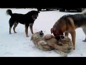 How Charles became King and the alpha dog || King Charles new video || Dog