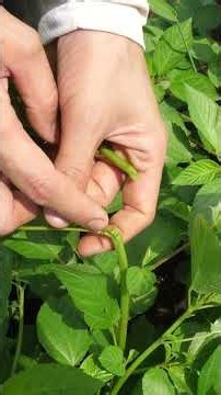 [Mulukhiyah Gardening] Increase Your Harvest! Key Tips on Where to Pinch for a Better Yield #Shar...