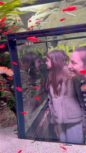 Inside the Aquarium: A Fish's Perspective #AquariumView #UnderwaterWorld #FishLife #Shorts