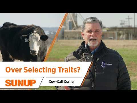 Are You Over-Selecting Traits in Your Calves? | Cow-Calf Corner
