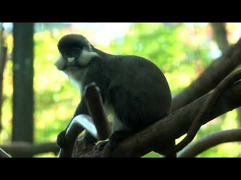 Zoo Welcomes Playful Pair Of Red-Tailed Monkeys