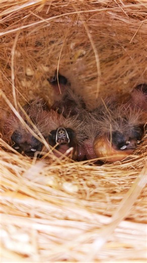 How many finches baby are there? #finch #birds #breeding #season #lovebirds