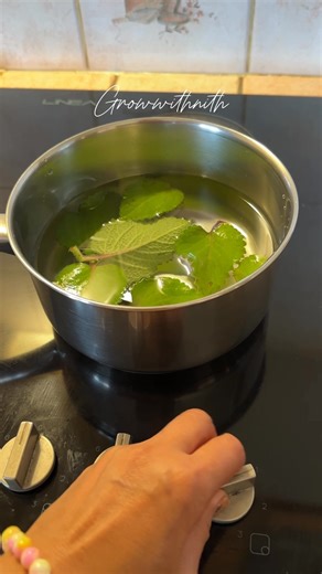 Cuban oregano tea offers several benefits, relief coughing, improved digestion, and anti-inflammatory effects. Select the best soft 5 leaves of oregano and boil with 1 litre of water, boil it for 5 minutes then save with honey or lemon. Drink 2 to 3 cups per day with meals. #herbalife #tea #fblifestyletyle | Growwithnith