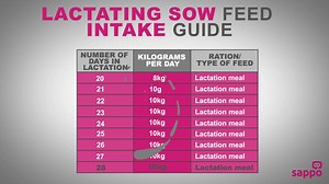 It is important to feed lactating sows correctly. Watch this short video to learn how. | Zach