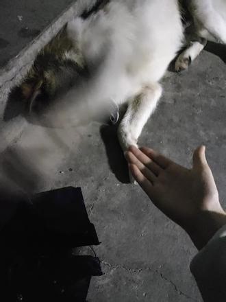 毕业季最舍不得的。 再也不说你是傻狗了，下次我回来你还会认识我吗。#狗 #毕业季 #回忆 #高三