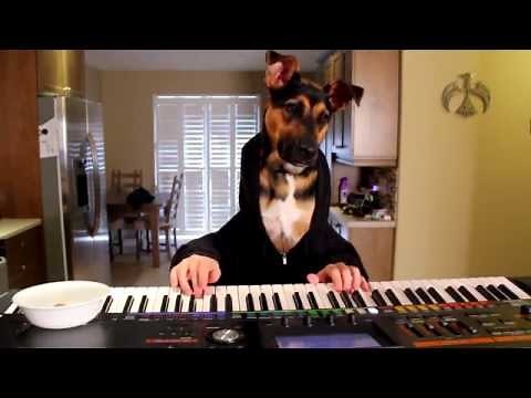 Dog Plays Waltz On Piano