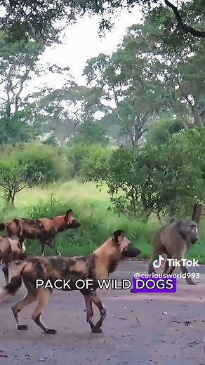 Encountering Wild Gods: Animals in Their Natural Habitat