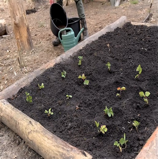 Homesteading with an off-grid forest garden, living off the land in the log cabin, and planting fruit trees. | Building Skills