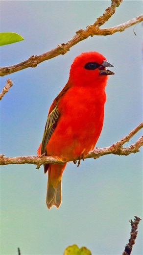Early Morning Forest ☀️ Spring is Coming | Real Bird Songs for Energy & Focus