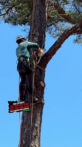 896 reactions · 70 comments | ‍♂️Pines Removal and land Clearing...