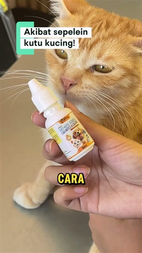 Banyak yang masih ngesepelein kutu kucing, padahal kalau dibiarin bisa jadi penyakit kemana mana