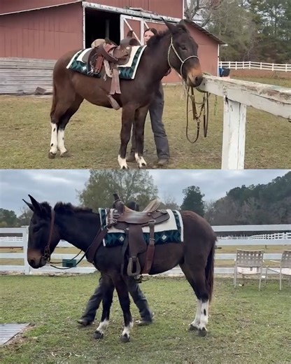 Thehorsebay on Instagram: "#baymule #mules #johnmule #gelding #geldingsofinstagram #trailriding #ridingmule #farmmule #trainedmule #mulesforsale"