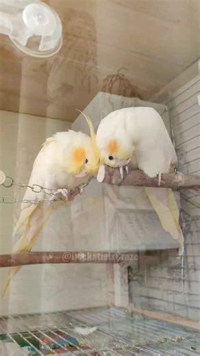Cute and Funny Cockatiel Moments Captured on Camera