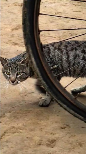 Tabby Cat (Felis catus) – Cute & Playful Moments 🐾 | Amazing Tabby Cat Facts