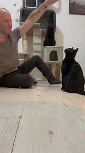 ‏הצלחתי ללמד את הגור החדש לקפוץ באוויר כשאני מבקש ממנו | Yoav Even