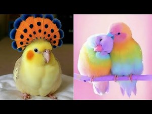 Smart And Funny Parrots Parrot Talking Videos Compilation (2025) - Cute Birds #57