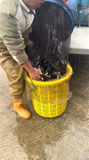 One Bucket of Fish… One Amazing Pond Release 🐟💦