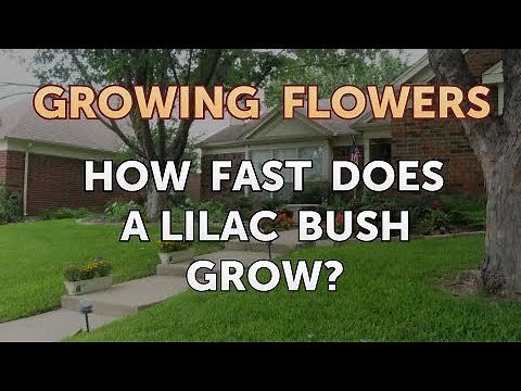 How Fast Does a Lilac Bush Grow?