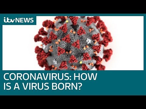 Coronavirus: Where does it come from and how did it mutate to infect humans? | ITV News
